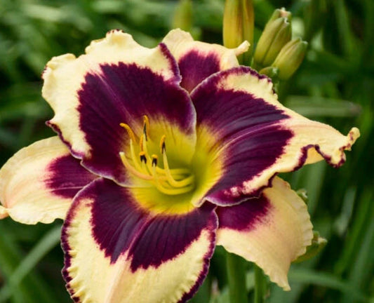 Inkheart Daylily Plant - Perennial Flowering Plant, Deep Red Blooms, Hemerocallis 'Inkheart'