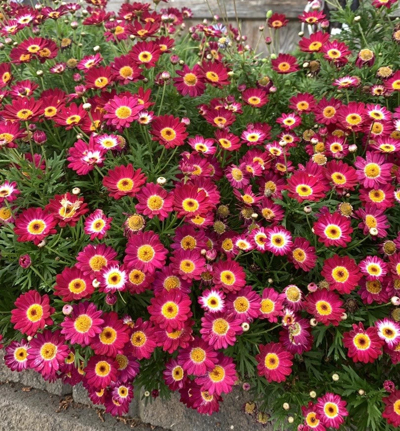 Argyranthemum frutescens 'Grandaisy Red' - 3 Perennial Plants in 3" Pot - Red Daisy Flowers for Gardens and Landscapes