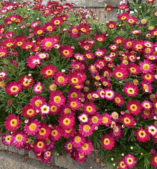 Argyranthemum frutescens 'Grandaisy Red' - 3 Perennial Plants in 3" Pot - Red Daisy Flowers for Gardens and Landscapes