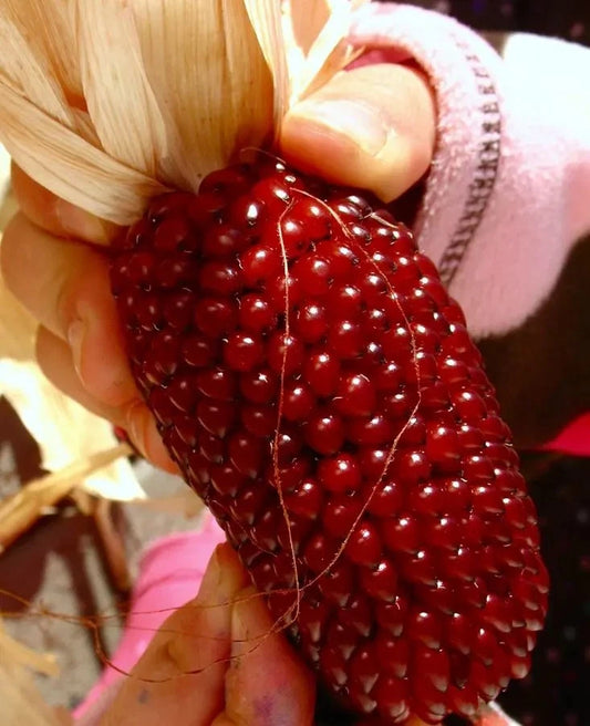 30+ Strawberry Ruby Corn Seeds - Heirloom Organic Popcorn - Sweet Rare Variety - Zea mays everta