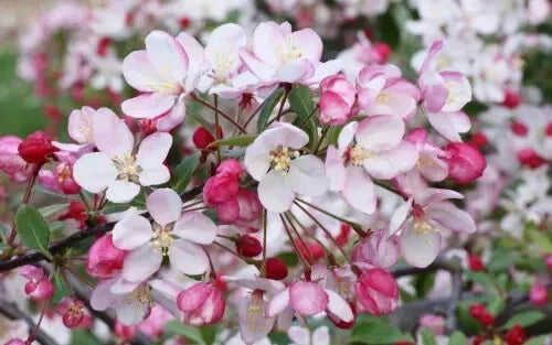 Malus floribunda Crabapple Seeds - 25+ Pack for Garden Planting - USA Grown