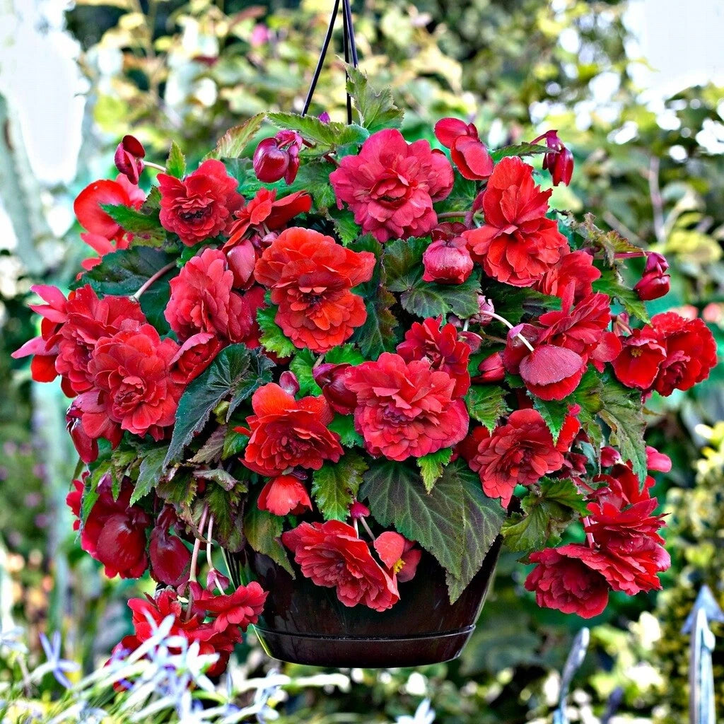 Begonia Seeds - 100 Count - Glory Hot Tip Red - Begonia x tuberhybrida
