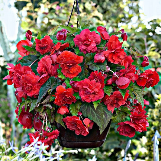 Begonia Seeds - 100 Count - Glory Hot Tip Red - Begonia x tuberhybrida