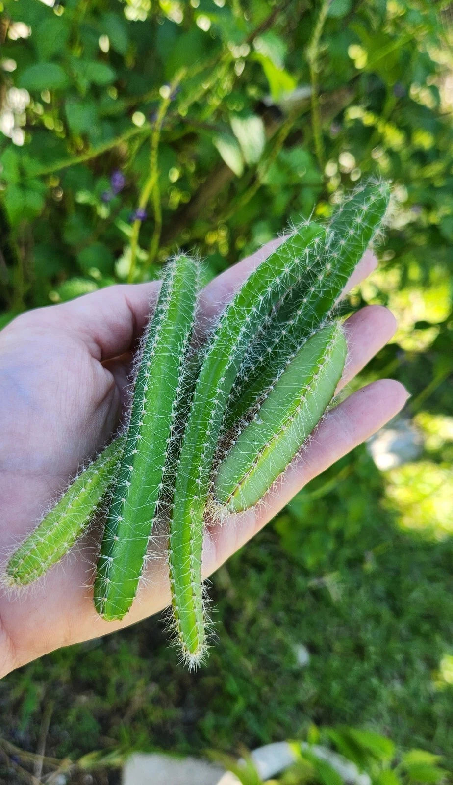 Fresh Cuttings Dog Tail Cactus 4x Aporocactus Flagelliformis Succulent Green Plant