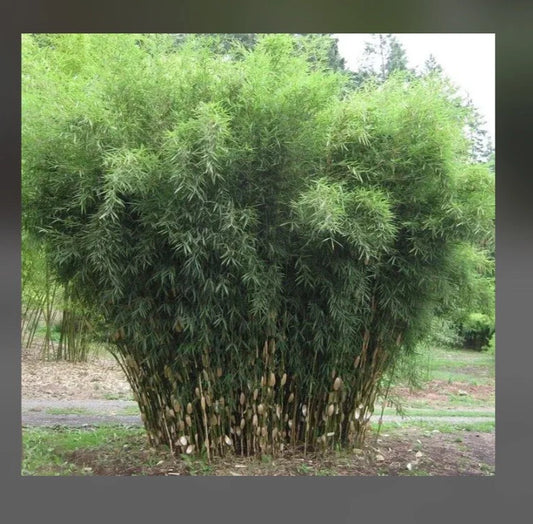 Fountain Bamboo Plant - 18-24” Clumping Non-Invasive Cold Hardy - Fargesia