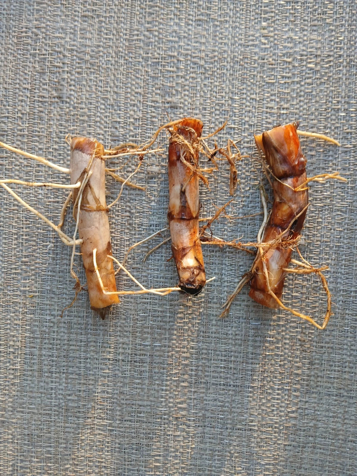 Cattail Plant Tubers - 6 Bareroot Typha Angustifolia + 1 Live Plant - Water Garden Starter Kit