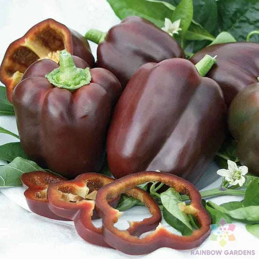 Chocolate Bell Sweet Pepper Seeds - 25+ Count - Heirloom Variety - Capsicum annuum - USA - Free Shipping
