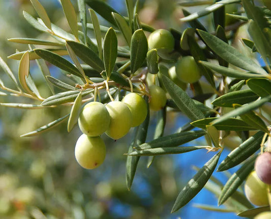 Canino Olive Tree Seeds, 20 Count, Edible European Green/Black Fruit, Olea Europaea
