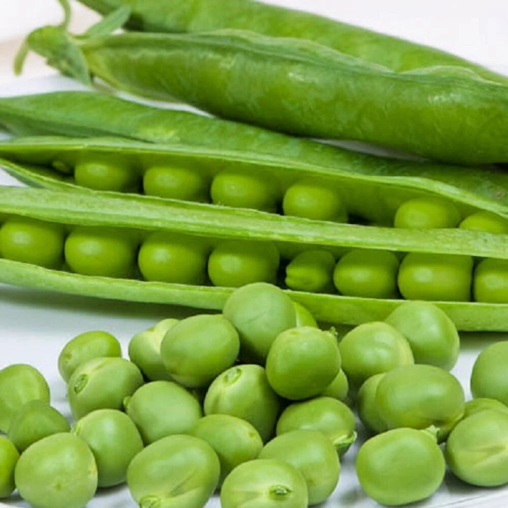 Cascadia Pea Seeds | Non-GMO Heirloom | Fresh Garden Seeds | Pisum sativum