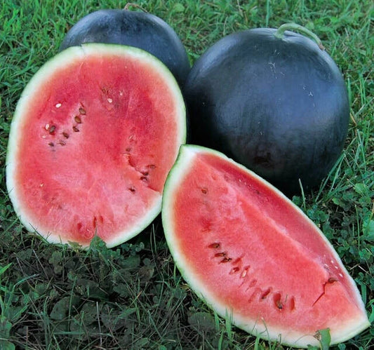 Black Diamond Watermelon Seeds - Fresh Heirloom Seeds for Planting - Citrullus lanatus