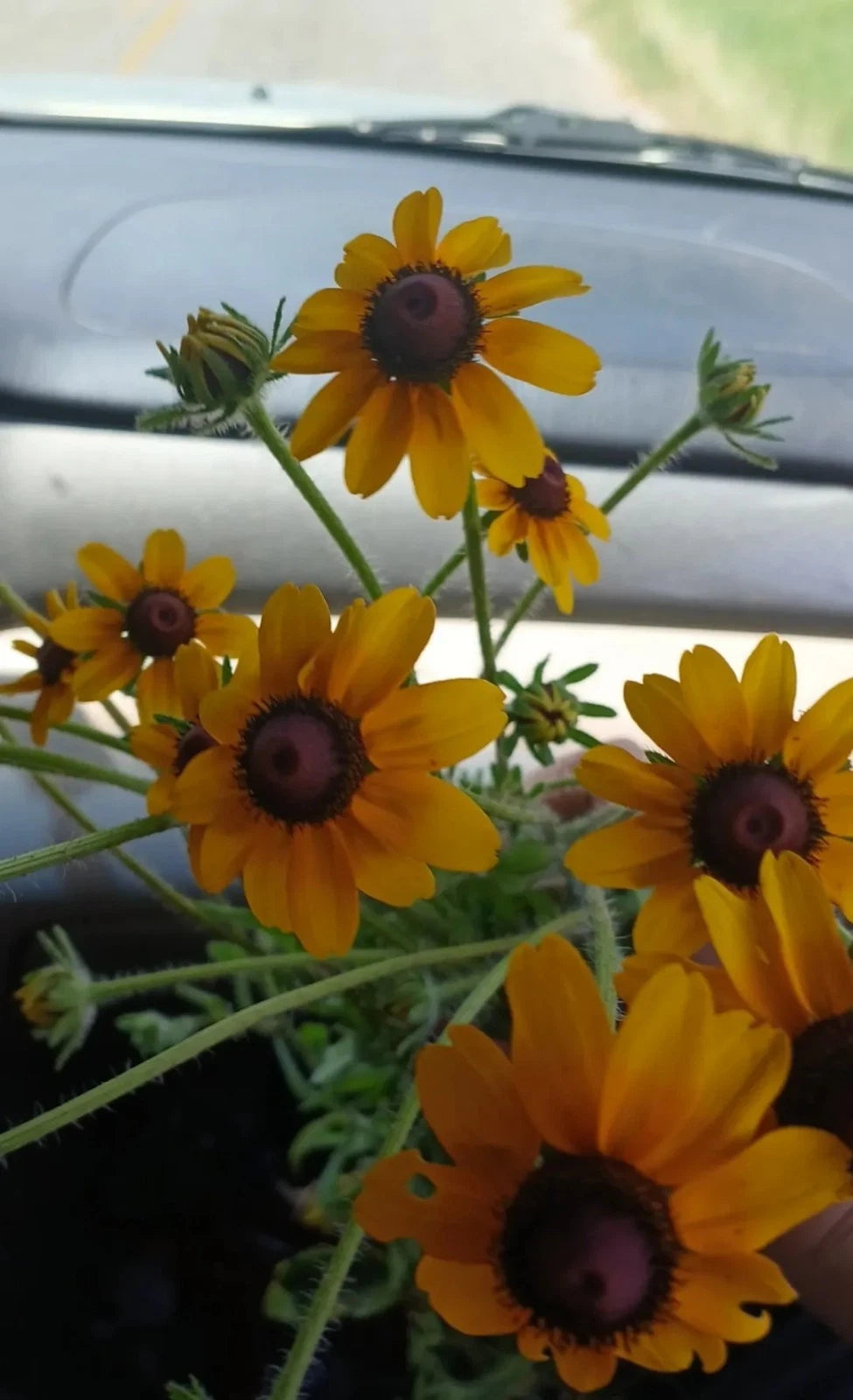 Black-Eyed Susan Rooted Cluster - Rare Native Wildflower, Rudbeckia hirta, 1 Per Order, Southern Alabama Stock