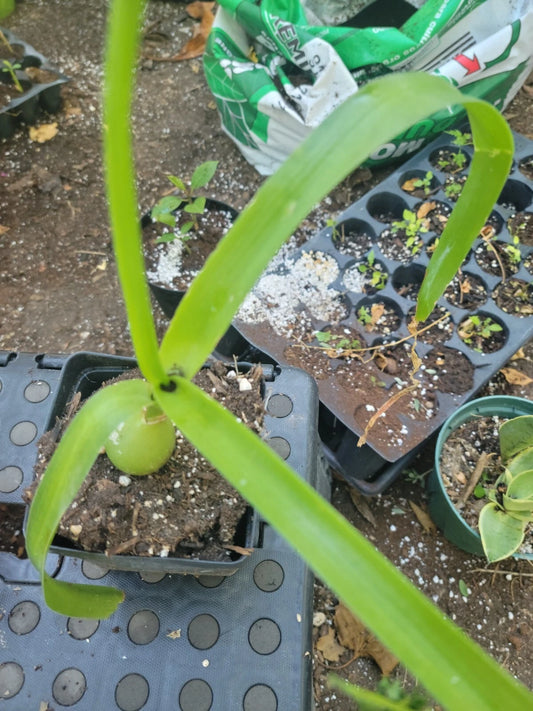 Cebolla De La Suerte Plant - Pregnant Onion - Exotic Long Life - Amor En Botella (Allium proliferum)