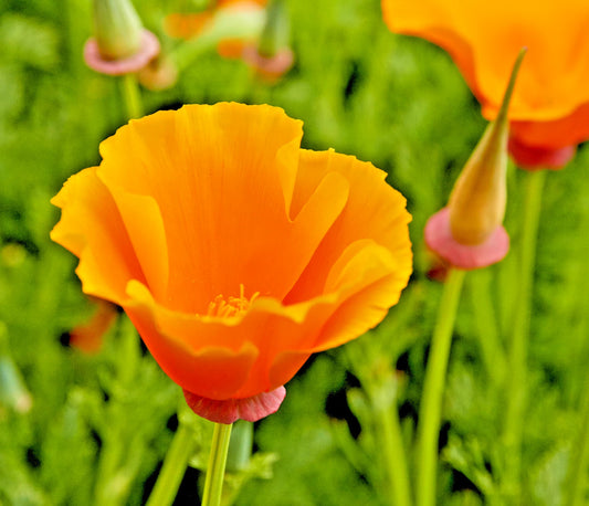 California Poppy Seeds - 501+ Orange Native Wildflower for Container Gardens - Eschscholzia californica