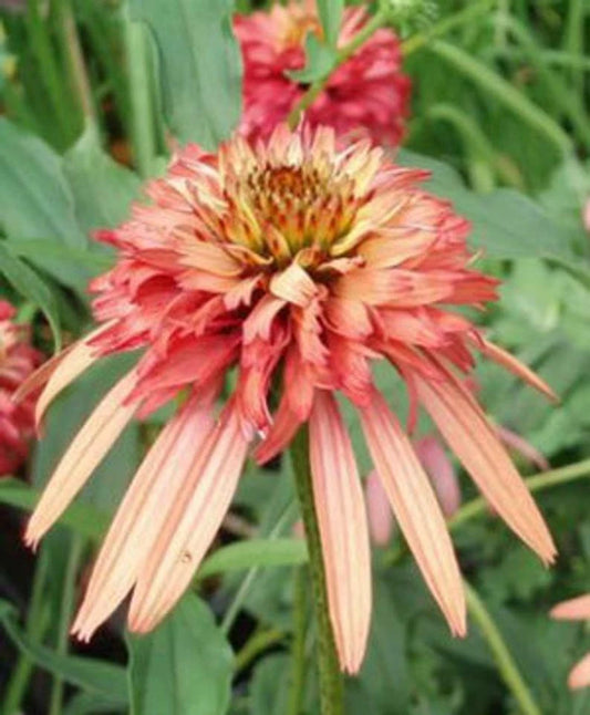 50 Double Salmon Coneflower Seeds | Perennial Flower Seeds | Echinacea purpurea | US Seller