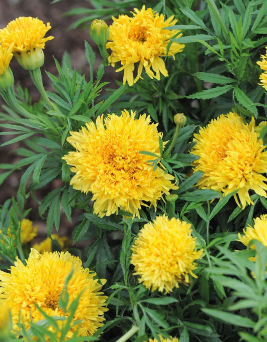 25+ Marigold Seeds for Garden Planting - Phyllis Variety - Tagetes patula - USA Grown - Free Shipping