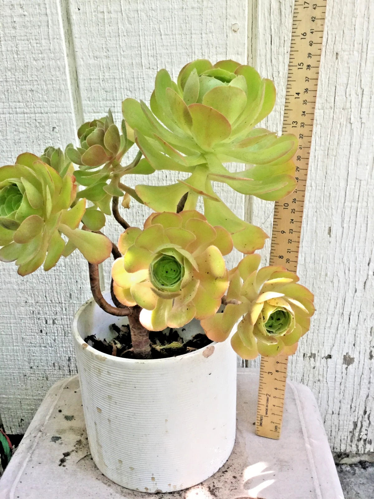 Big Rooted Aeonium Arboreum Succulent 15" Tall Green Rose Multiple Branches