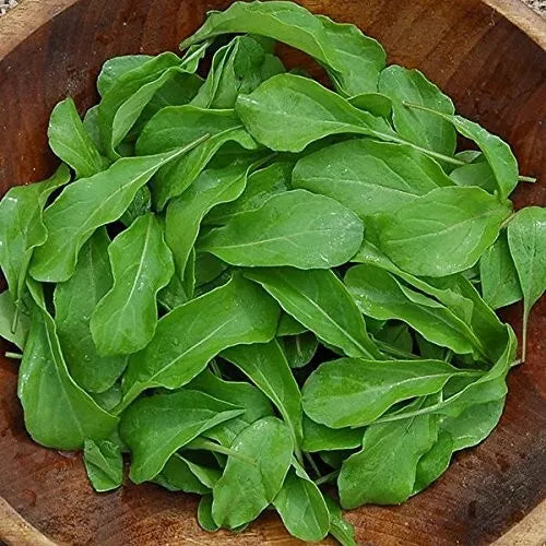 Arugula Seeds - 500+ Heirloom Organic NON-GMO - Astro Variety - Fresh Seed Pack
