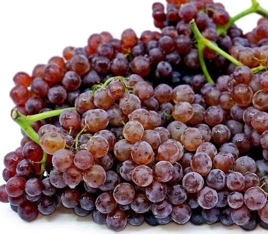 2pcs Table Grape Vine Cuttings, Red & Purple, Vitis vinifera, Grow Your Own Champagne Grapes