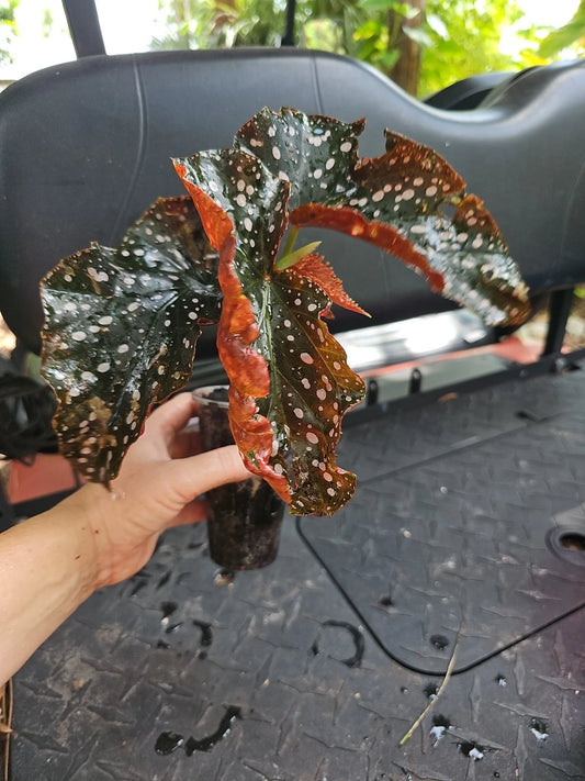 Angelwing Begonia Plant 3" Pot Spotted Leaves Begonia Maculata Begonia Wightii Live Houseplant