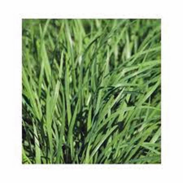 Heirloom Chive Seeds, 25+ Seeds, Flavorful Chives, Easy to Grow, Allium schoenoprasum