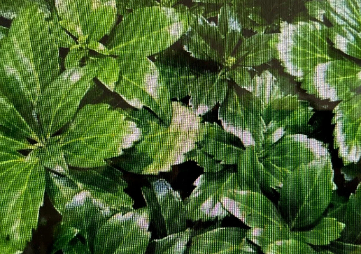 20 Japanese Spurge Plants - Pachysandra Terminalis - Hardy Evergreen Groundcover - Pre-Order for Spring Shipping