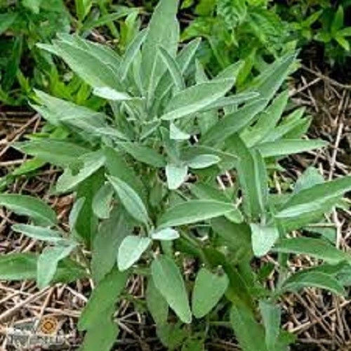 Broadleaf Sage Seeds - Organic Heirloom Variety - Premium Fresh Herb Seeds - Salvia officinalis