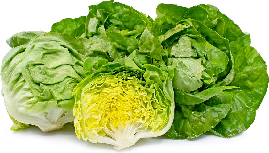 Boston Lettuce Seeds - 250 Count - Big Variety - Rare Garden Vegetable (Lactuca sativa)