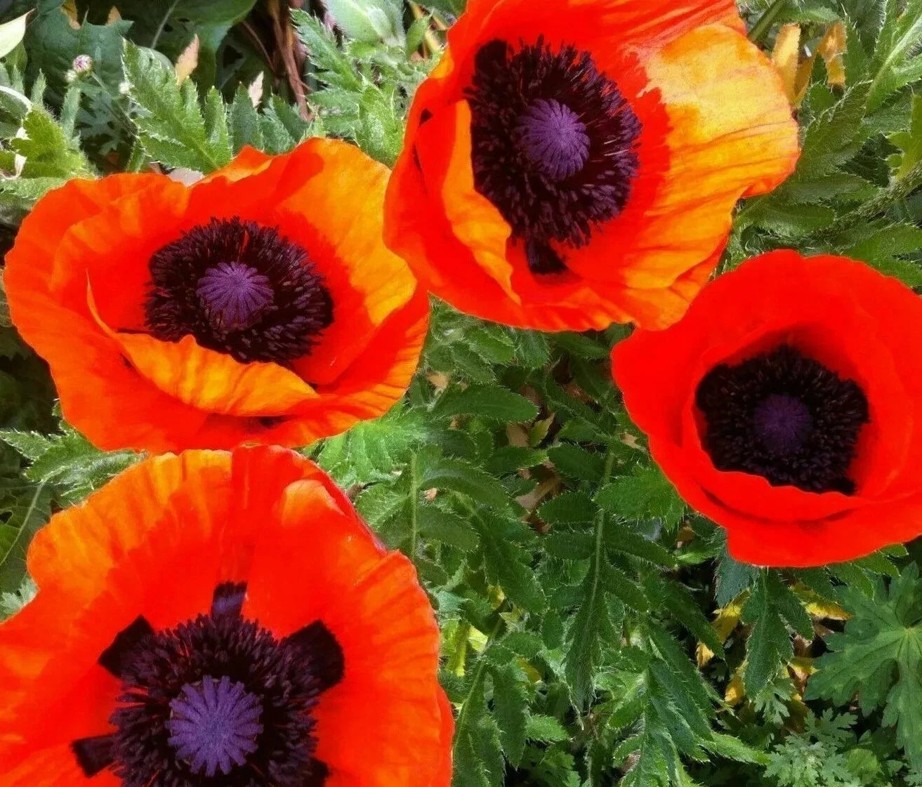 Oriental Poppy Seeds - 200+ Count Reddish Orange Perennial Flower Seeds - Papaver orientale