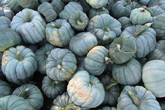 Jarrahdale Blue Pumpkin Seeds 10 Ct - Non-GMO Cucurbita maxima Vegetable Seeds for Home Gardening