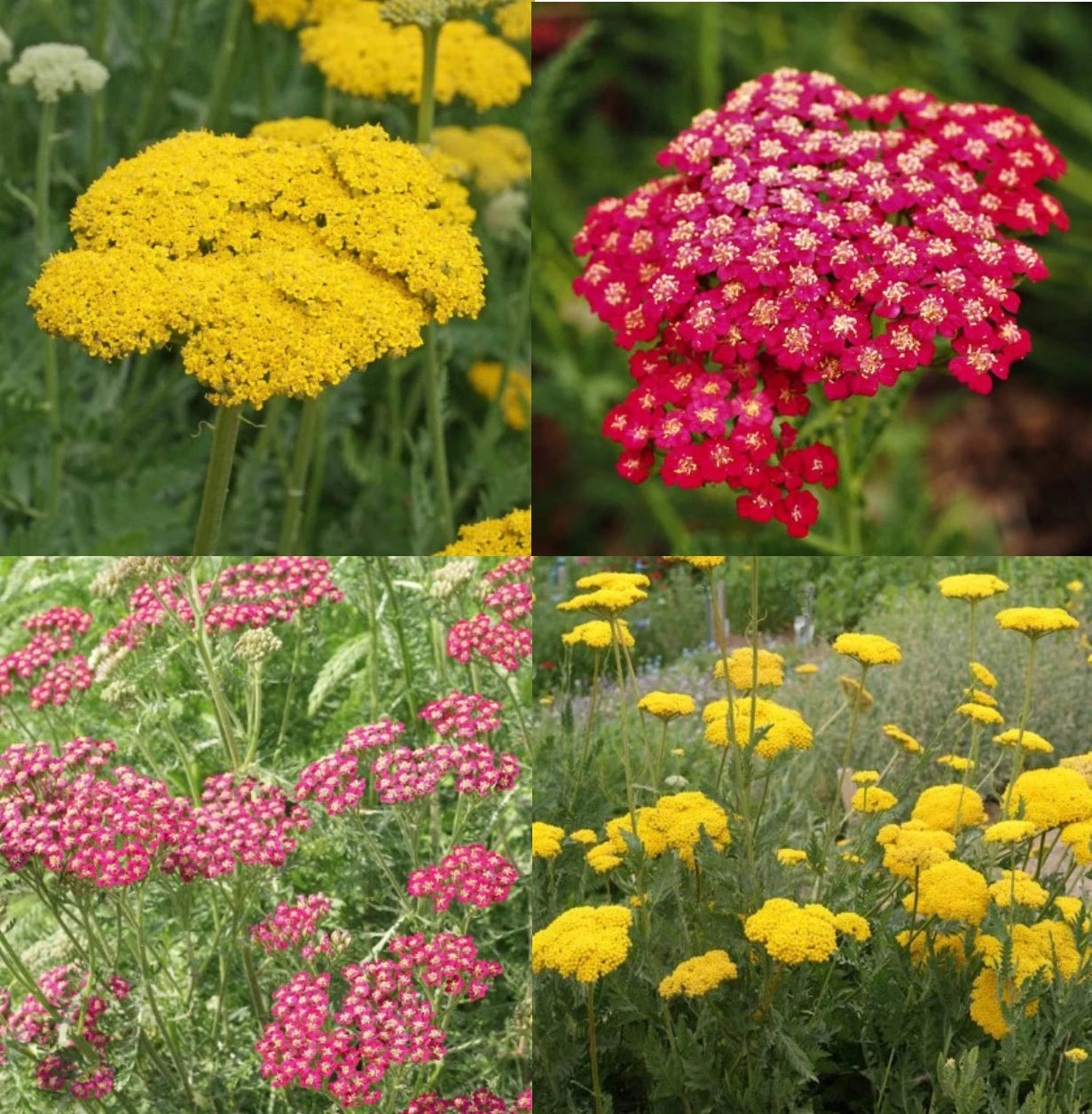 Yarrow Seeds - Sunset Mix - Perennial Gold & Red Flowers - Non-GMO, 1500 Seeds - Pollinator-Friendly (Achillea millefolium)
