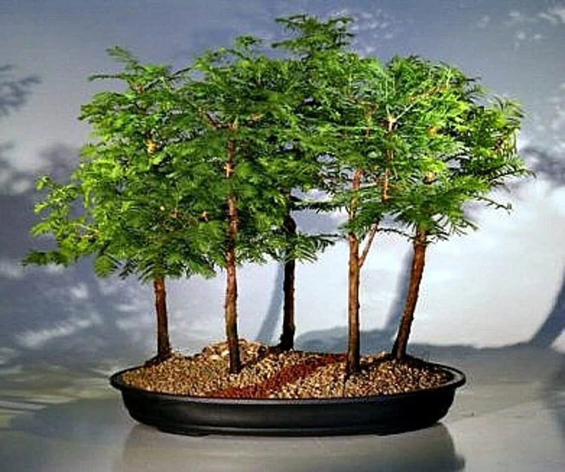 California Dawn Redwood Bonsai Tree Seeds - 30 Seeds - Metasequoia glyptostroboides - Ships from Iowa, USA
