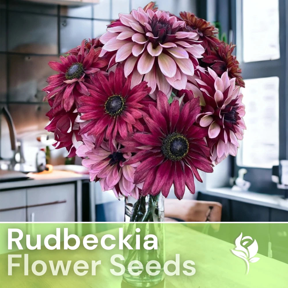 Cherry Mix Rudbeckia Seeds - 125+ Annual Flower Seeds for Garden - Rudbeckia hirta