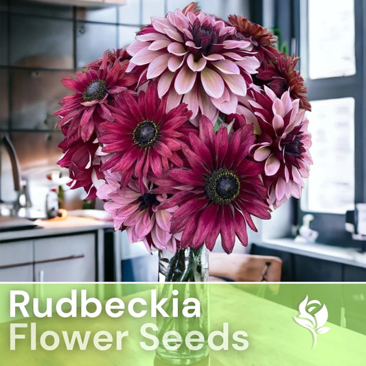 Cherry Mix Rudbeckia Seeds - 125+ Annual Flower Seeds for Garden - Rudbeckia hirta