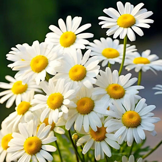 Alaska Shasta Daisy Seeds - 500+ Hardy Perennial Garden Flowers - Leucanthemum × superbum