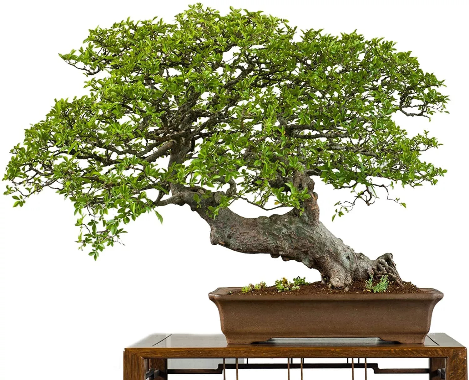Chinese Elm Bonsai Tree Seeds - 50 Seeds - Ulmus parvifolia - Prized Indoor Bonsai Variety