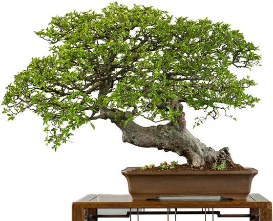 Chinese Elm Bonsai Tree Seeds - 50 Seeds - Ulmus parvifolia - Prized Indoor Bonsai Variety