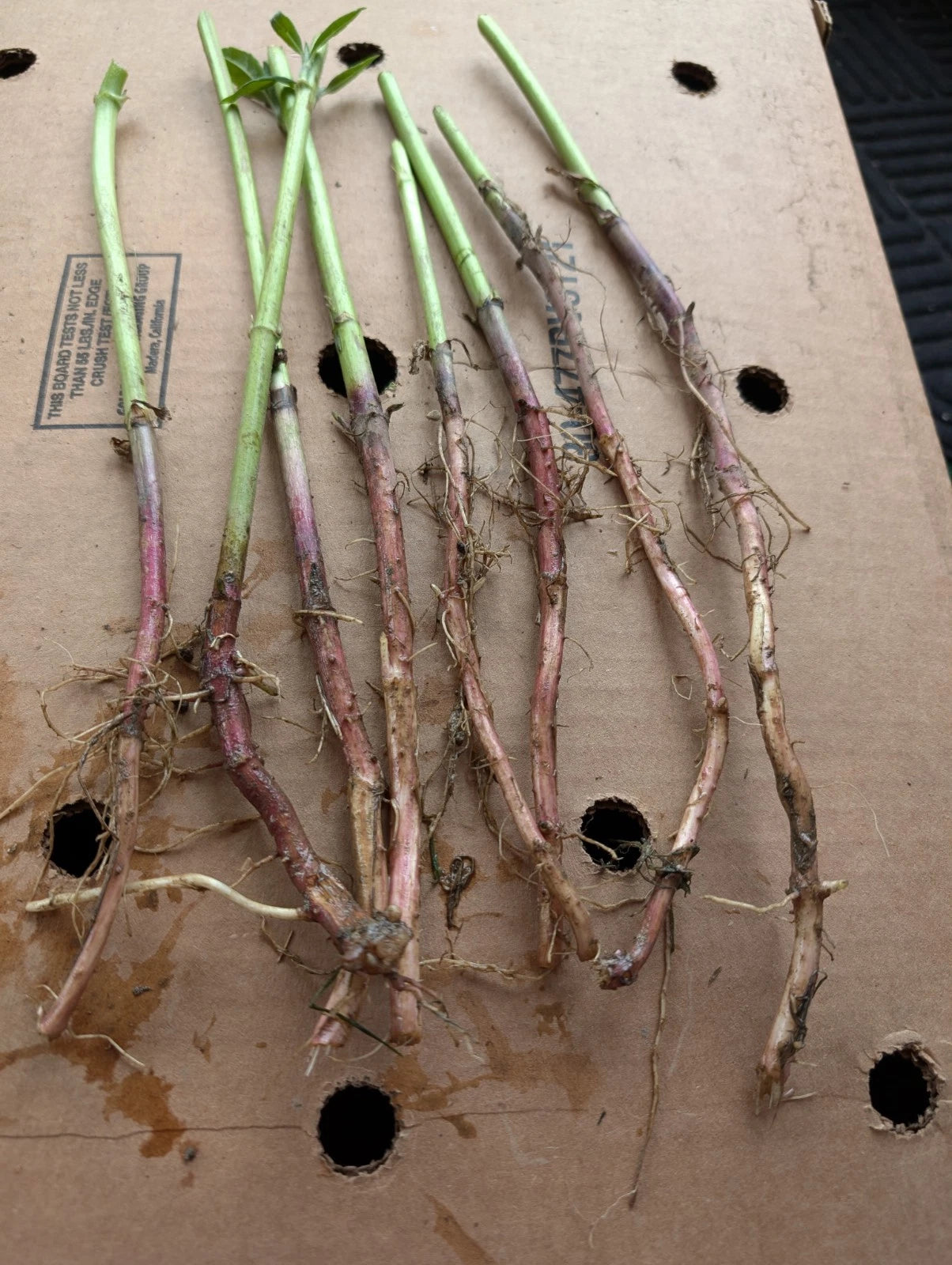 Red Organic Jerusalem Artichoke Roots for Planting - Small & Medium - Helianthus tuberosus - 7+1 Free
