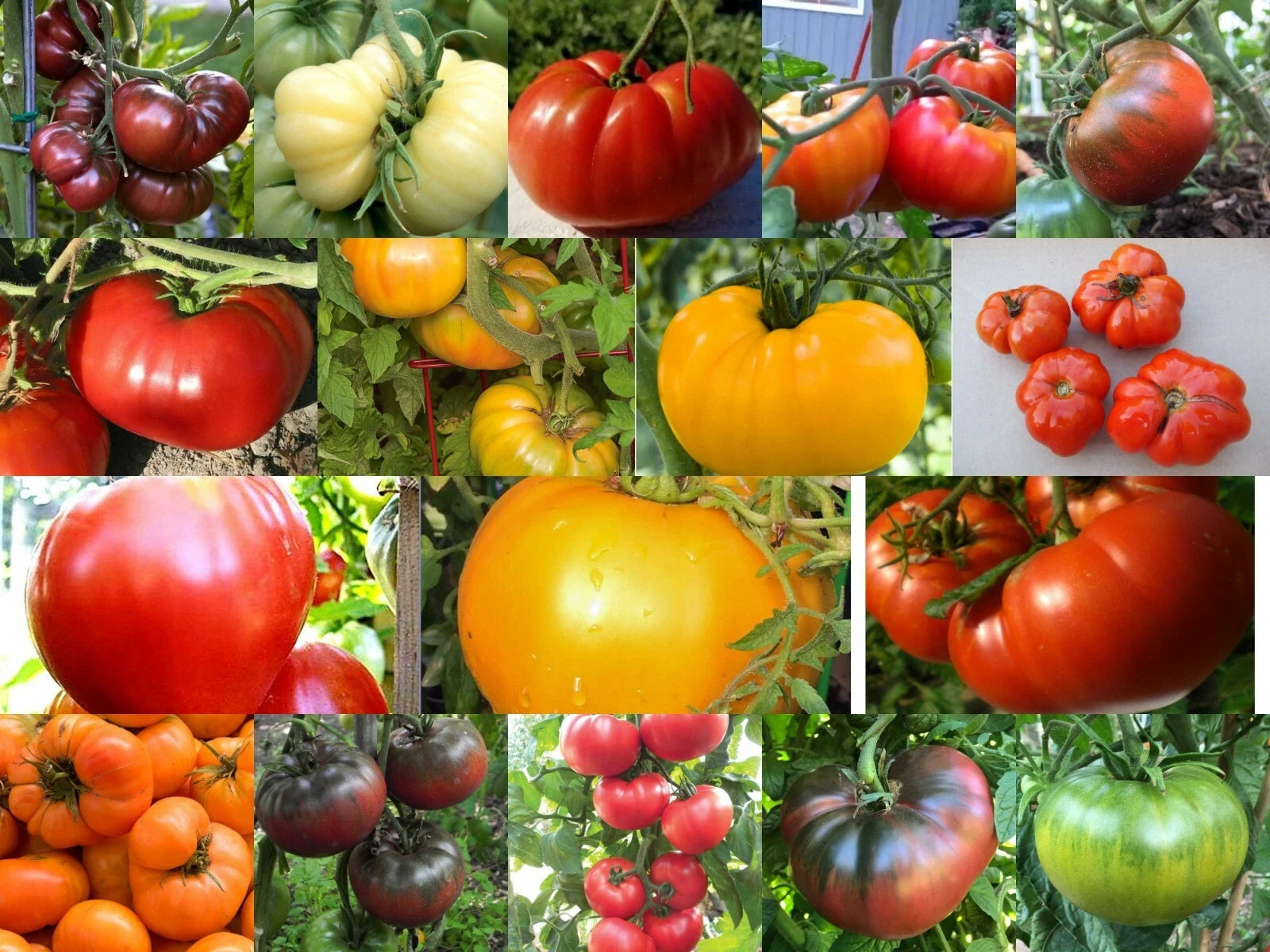 Beefsteak Tomatoes Variety Pack - Oxheart, Brandywine, Cherokee Purple, Black Krim - Heirloom Seeds