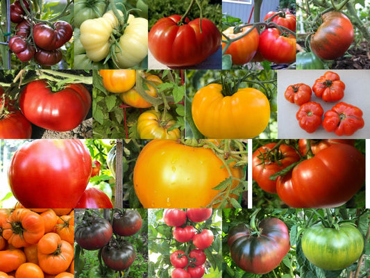 Beefsteak Tomatoes Variety Pack - Oxheart, Brandywine, Cherokee Purple, Black Krim - Heirloom Seeds
