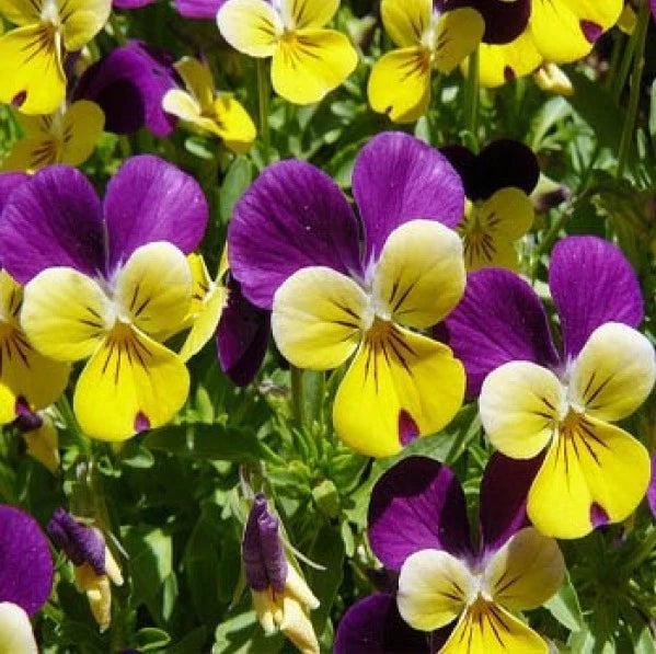 Johnny Jump Up Flower Seeds - 150 Fresh Viola Seeds - Free Shipping (Viola tricolor)