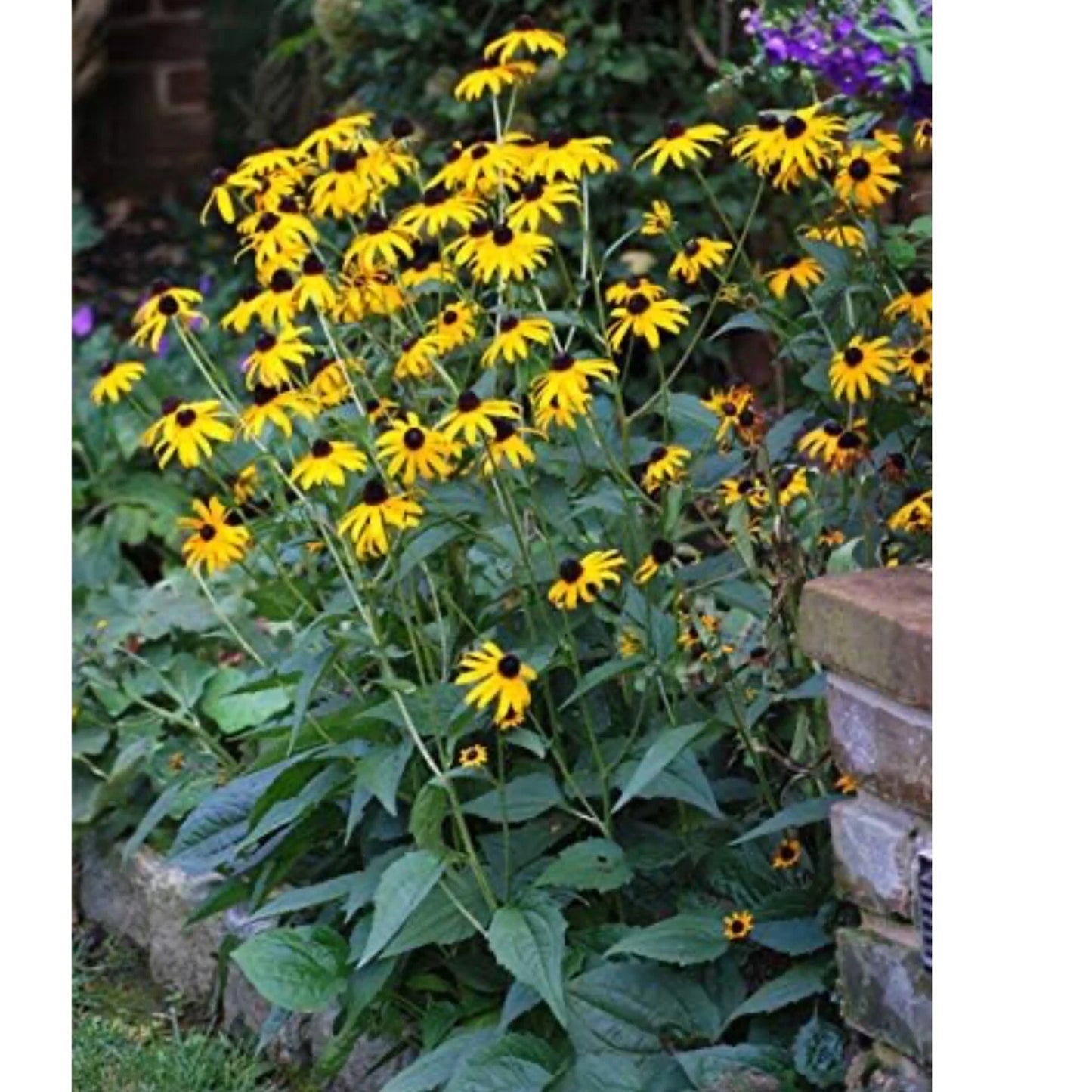 Black Eyed Susan Seeds, 200+ Non-GMO Flower Seeds, Rudbeckia hirta, Easy to Grow Wildflower Seeds