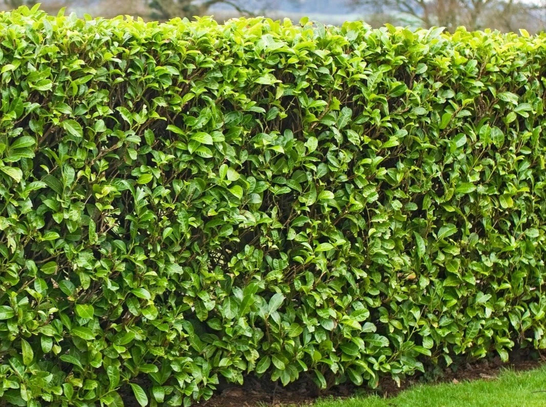 25 Fresh Cuttings Carolina Cherry Laurel 6-8" Rooting Shrubs Hedges for Privacy (Prunus caroliniana)