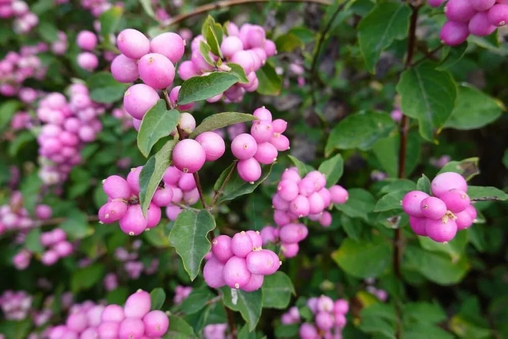 Coralberry Bush Seeds - 30 Pack - Indian Currant, Symphoricarpos orbiculatus, Native Shrub for Gardens and Landscaping