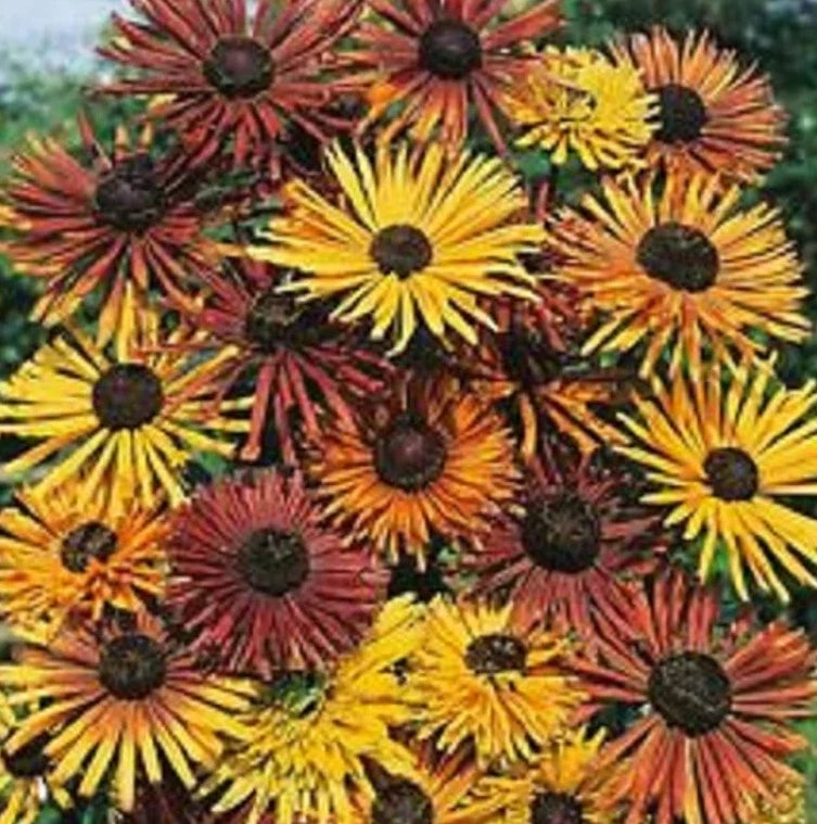 Black Eyed Susan Seeds - CHIM CHIMINEE Heirloom Variety - Non-GMO Rudbeckia - 40 Seeds for Pollinators