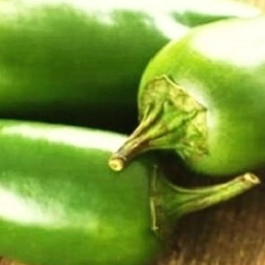 Jalapeno M Pepper Seeds | NON-GMO Heirloom Seeds | Fresh Garden Seeds | Capsicum annuum