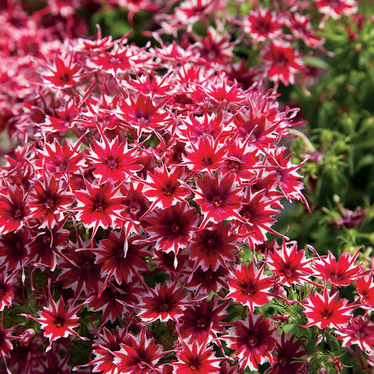 50 Bright Red and White Phlox Seeds | Perennial Flower Seeds | Phlox paniculata | US Seller