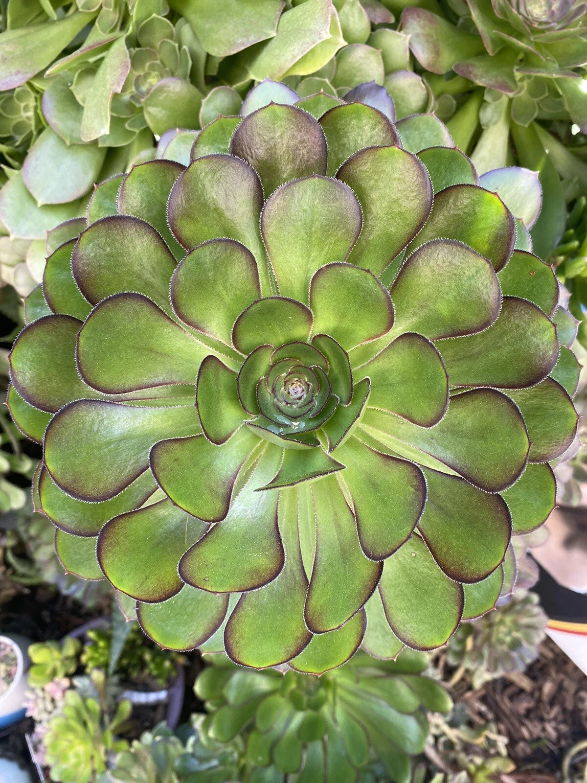 Aeonium Arboreum Rosette Cuttings 5-7 Inch Diameter, Succulent Plant, Indoor/Outdoor Gardening, Green Foliage