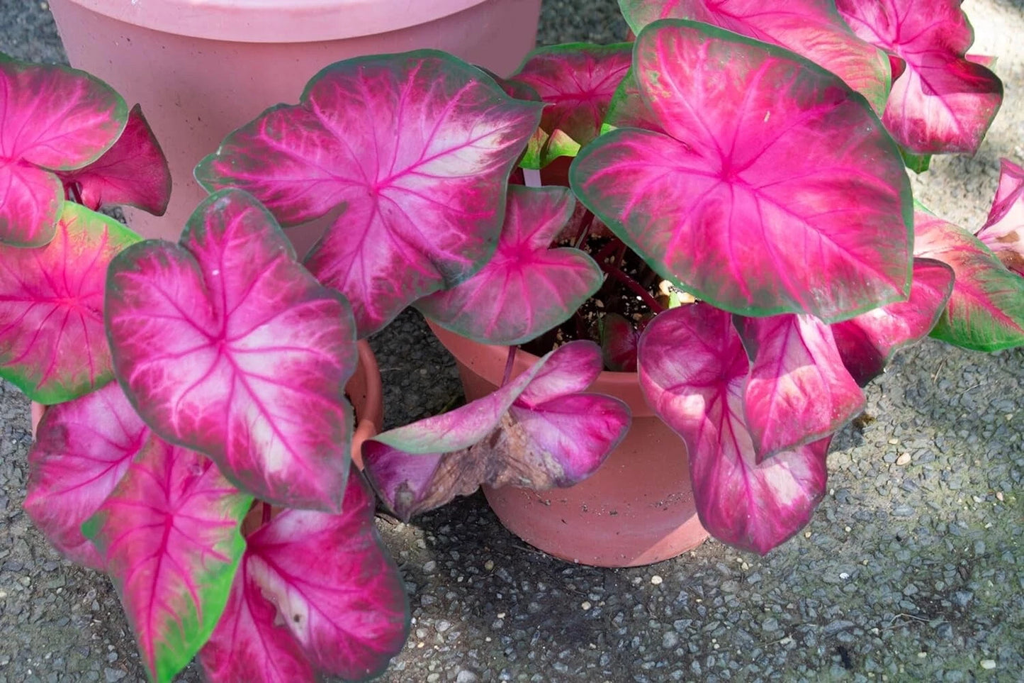 Caladium Bulbs, 6 Pack, Rosebud Variety, Perennial Elephant Ears (Caladium bicolor) for Planting