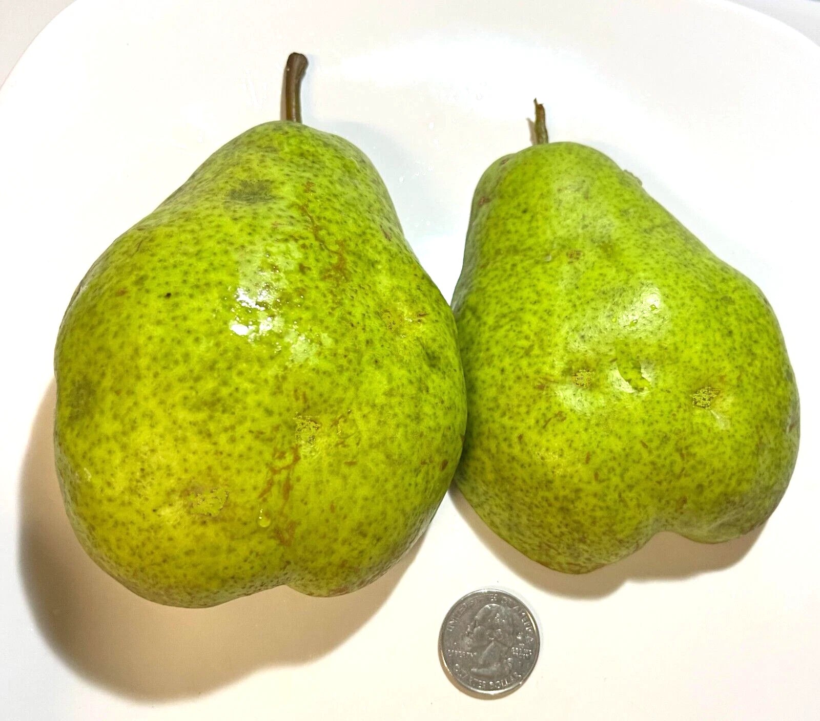 Giant Fruit Bartlett Pear Tree Cuttings Scions 6+3, High Yield, Delicious Flavor, Pyrus communis