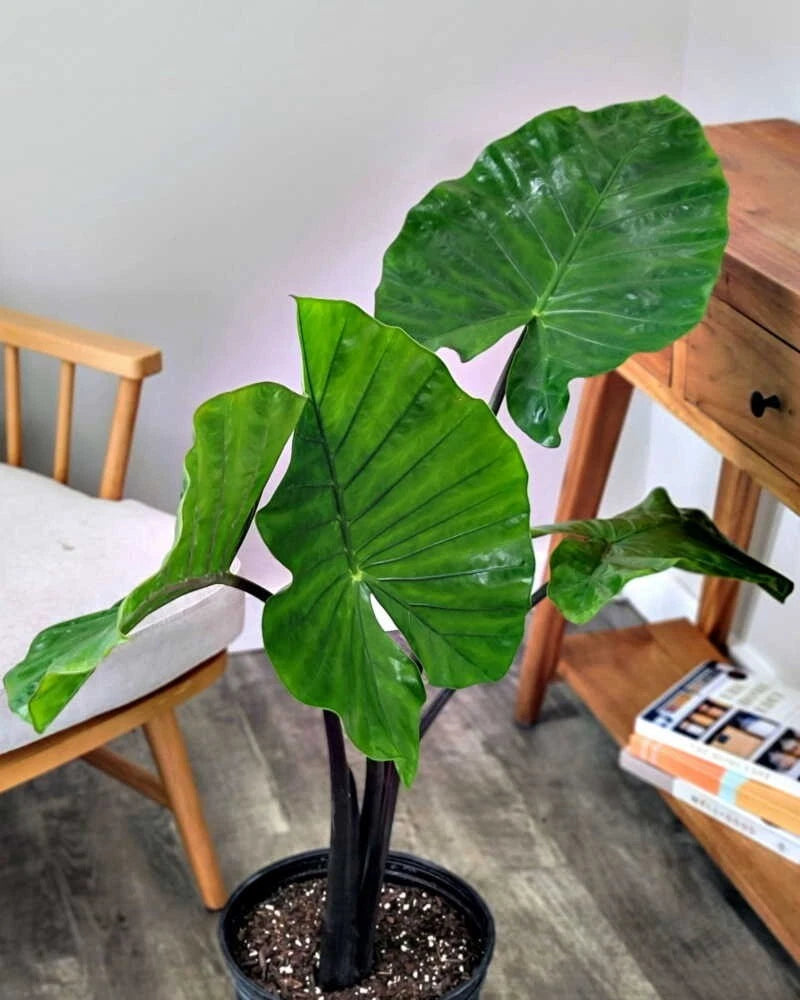 Alocasia Black Stem Plant - Live Rooted 4in - Alocasia amazonica - Ships Without Pot